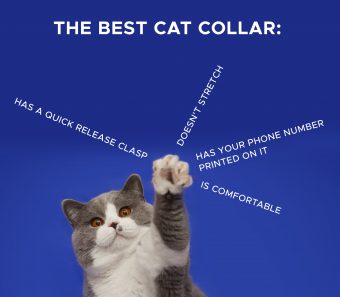 What’s the best cat collar?