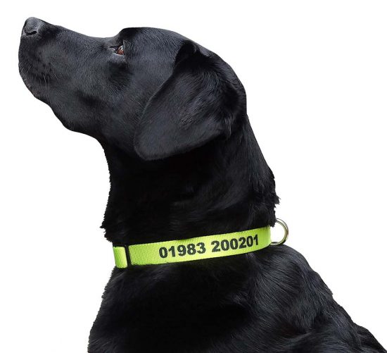 Reuben modelling a chartreuse large personalised dog collar