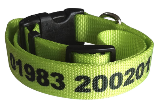 personalised dog collars